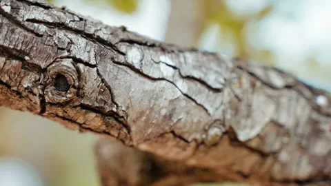 Sick, infected and destructed tree bark, close up shot of tree bark disease Stock Footage 241685059