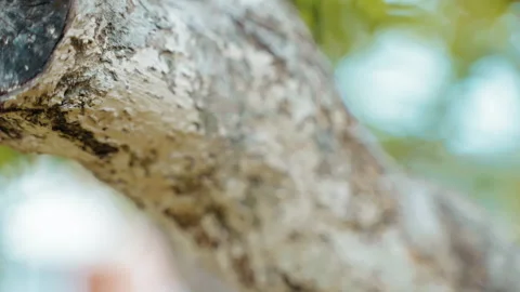 Sick infected blooming fruits tree bark, insects, pests and parasites damaged Video stock 241683553