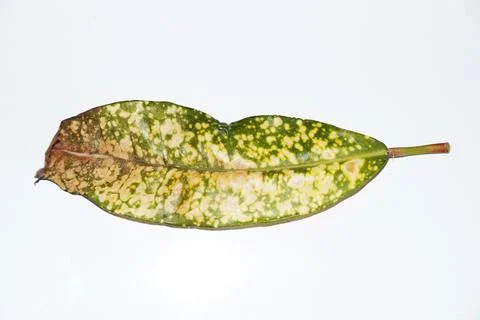 Sick infected codiaeum leaf on white background Stock Photos