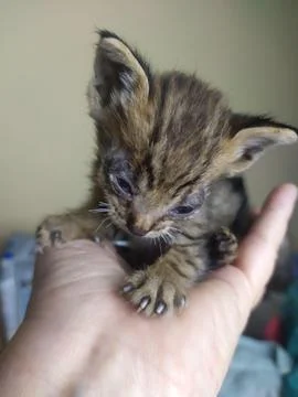 Sick Kitten in Hand Foto stock