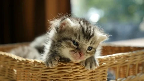 Sick kitten lying in a basket Stock Footage 73164551