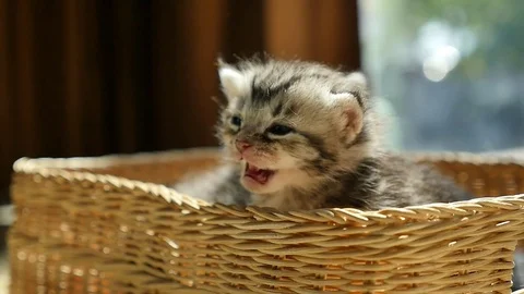 Sick kitten lying in a basket Stock Footage 73164644