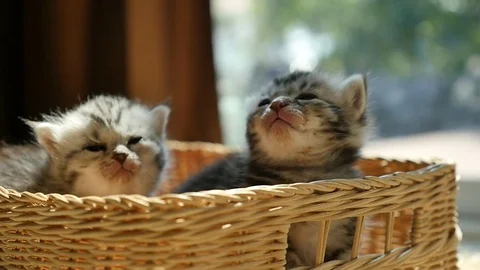 Sick kitten lying in a basket Stock Footage 73164825