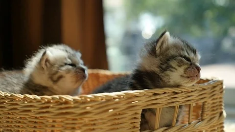 Sick kitten lying in a basket Stock Footage 73165069