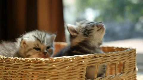 Sick kitten lying in a basket Stock Footage 73165249