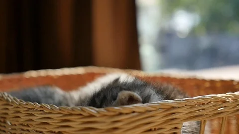 Sick kitten lying in a basket Stock Footage 73165366