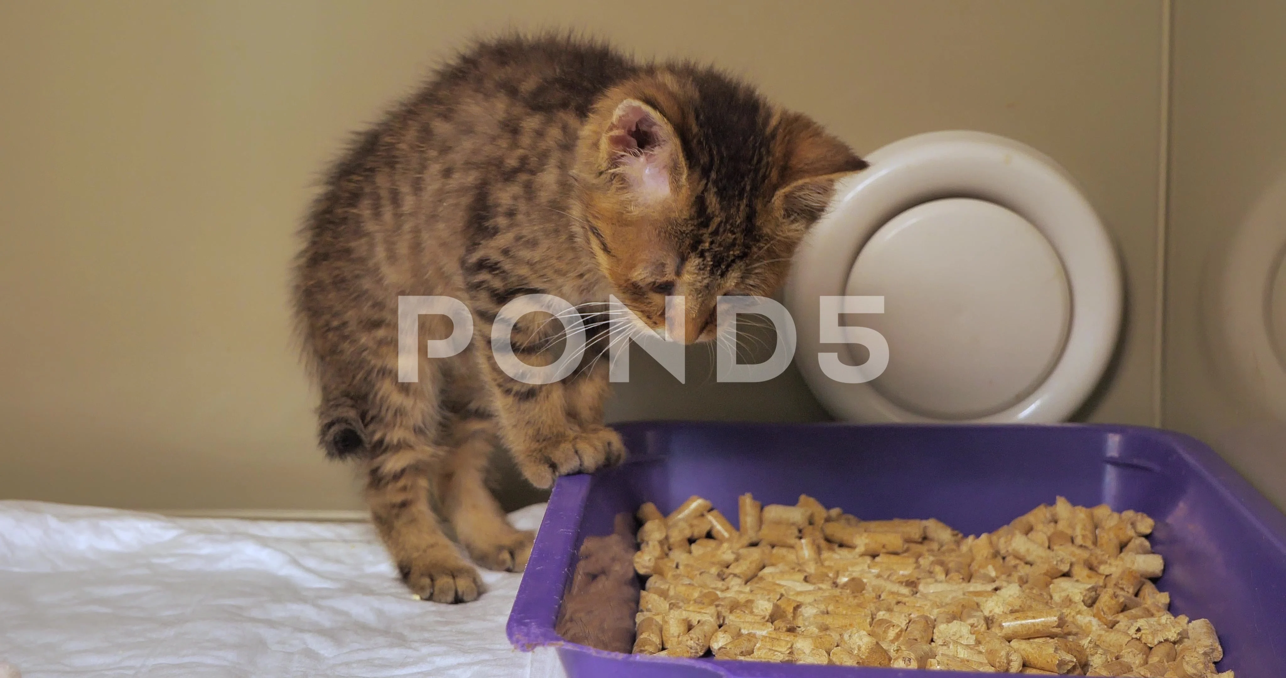 Kitten plays 2025 with litter