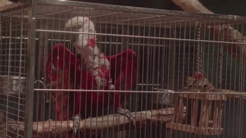 Sick macaw parrot in a cage Stock Footage 328232784