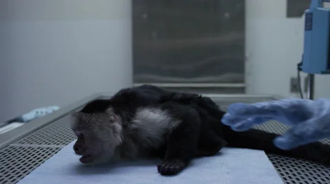 Sick monkey lying on table at veterinary clinic Stock Footage 67555400