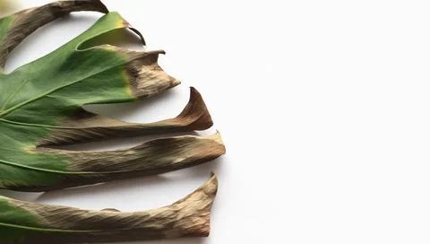 Sick monstera leaf close-up on white background. Stock Photos