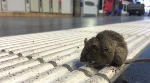 Sick mouse on ground at train station Stockbeeldmateriaal 41777027