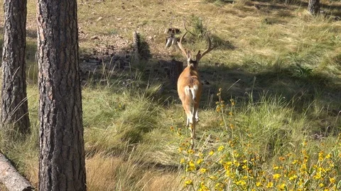 Sick Mule Deer Buck that died from CWD disease 4 days later-2 Stock Footage 119084510