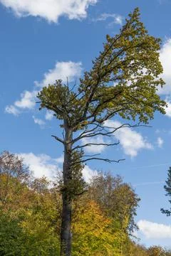 Sick oak tree with autumn colored forest in background Stock Photos