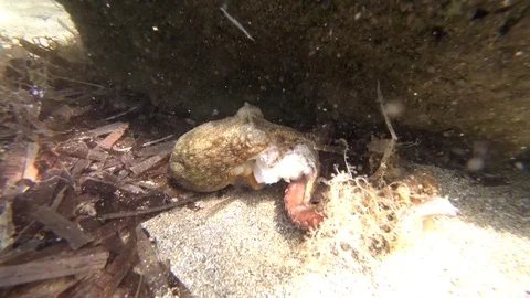 Sick or wounded Octopus under a rock Stockbeeldmateriaal 87897052