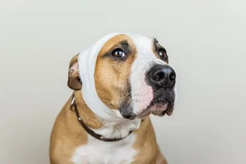 Sick or wounded pet concept.  Fotos Stock