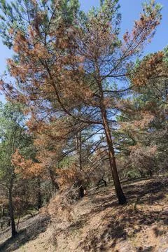 Sick pine tree Stock Photos
