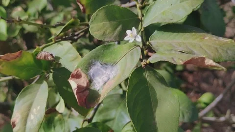 Sick plant Stock Footage 247315689