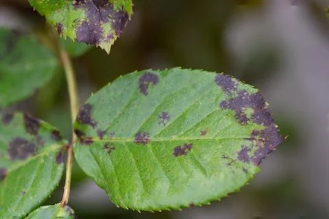Sick plant Foto stock