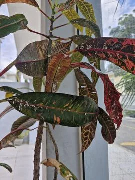 Sick plant Stock Photos