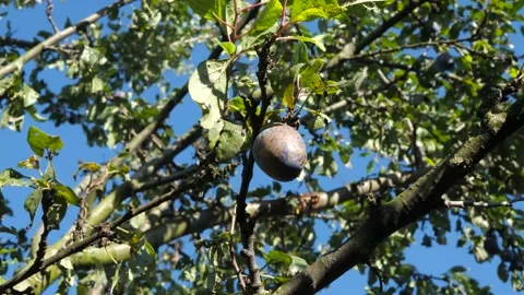 Sick plum fruit hanging on the tree in light wind Stock Footage 161256928