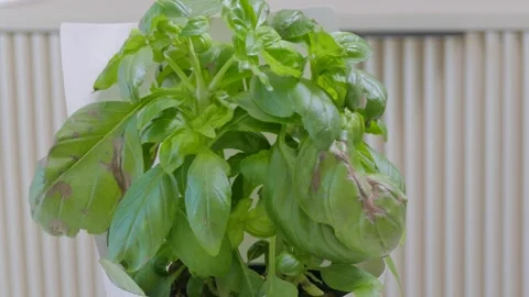 Sick potted basil plant with brown spots on leaves Vidéo 338276111