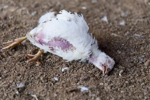 Sick Poultry Resting Under Sunlight Stock Photos