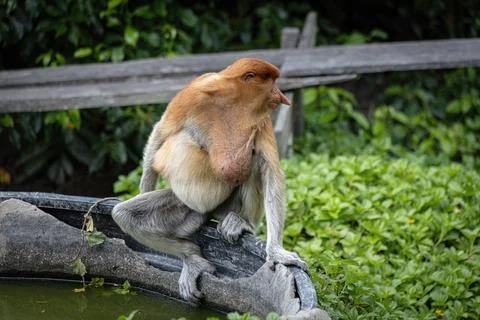Sick Proboscis Monkey in Borneo rainforest Sandakan Malaysia Stock Photos