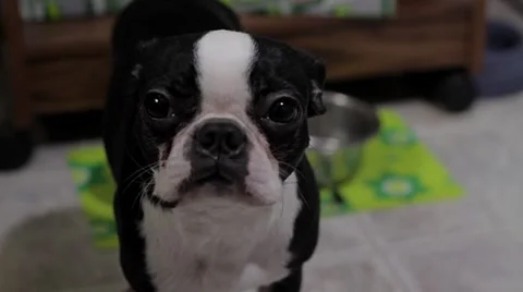 Sick Puppy Stock Footage 8777484