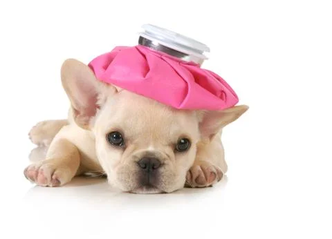 Sick puppy Stock Photos