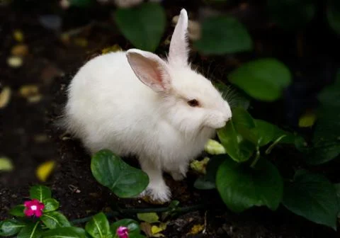 Sick rabbit in the nature 스톡 사진