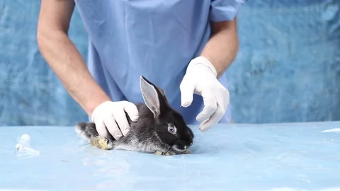 Sick rabbit at the vet Vidéo 92339346