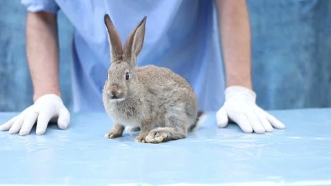 Sick rabbit in a veterinary clinic Vidéo 92339292