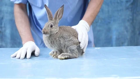 Sick rabbit in a veterinary clinic Vidéo 92339338