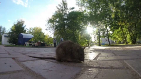 Sick rat on the sidewalk in the city Stock Footage 85286024