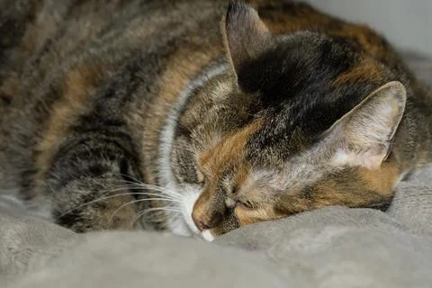 Sick red cat lying on bed with open eyes Stock Photos