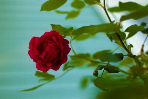 Sick Rose 写真素材
