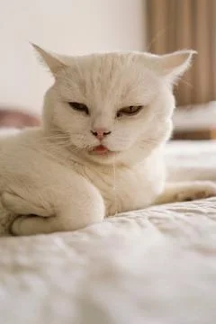 A sick Scottish cat is lying on the sofa. Stock Photos
