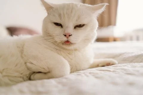 A sick Scottish cat is lying on the sofa. Foto stock