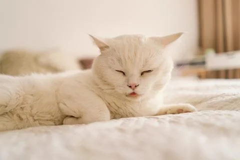 A sick Scottish cat is lying on the sofa. Stock Photos