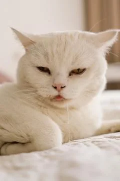 A sick Scottish cat is lying on the sofa. Stock Photos