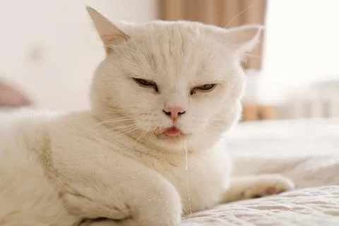 A sick Scottish cat is lying on the sofa. Stock Photos