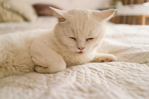 A sick Scottish cat is lying on the sofa. Stock Photos