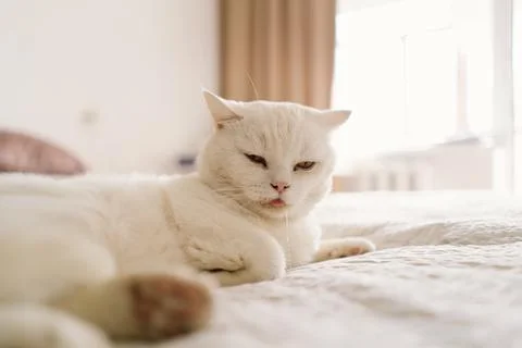 A sick Scottish cat is lying on the sofa. Stock Photos