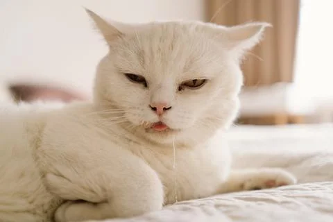 A sick Scottish cat is lying on the sofa. 스톡 사진
