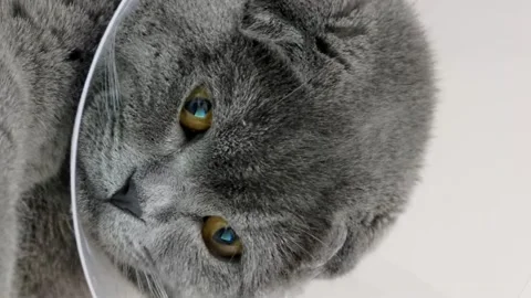 A sick Scottish cat sits near a laptop. Vertical video Stock Footage 250352647