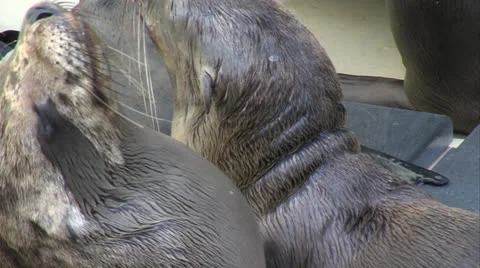Sick Sea Lion Pup Tight Stock Footage