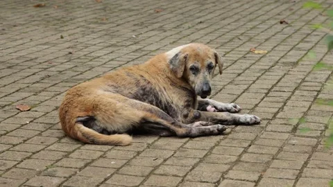 Sick Stray Dog Outside Stock Footage 222718901