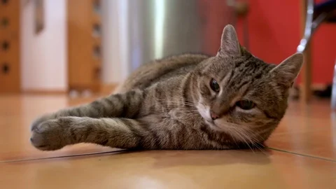 Sick tabby cat lying on the floor Video stock 108279880
