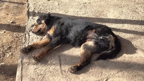 Sick three legged dog on the floor Video stock 88091252