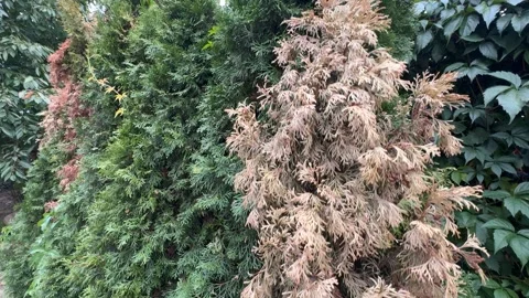 Sick Thuja in Garden with Drying Branch Stock Footage 286875283